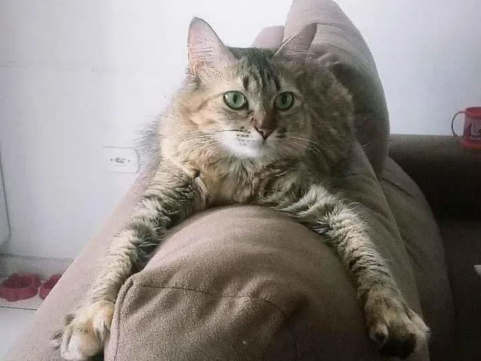 Gato raça SRD-ViraLata idade 5 anos nome Dayse