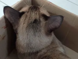 Gato raça SRD-ViraLata idade 7 a 11 meses nome PAULO RICARDO ALVES