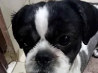Cachorro raça Shitzu idade 1 ano nome Snoopy