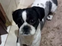 Cachorro raça Shitzu idade 1 ano nome Snoopy