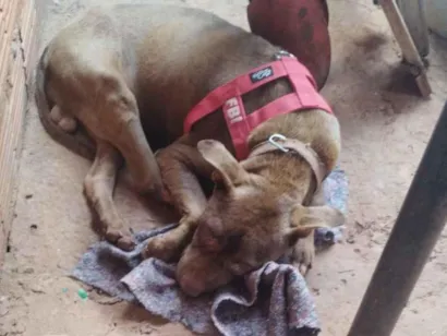 Cachorro raça Pit-Bull idade 2 anos nome Duck