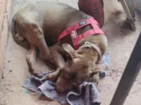 Cachorro raça Pit-Bull idade 2 anos nome Duck