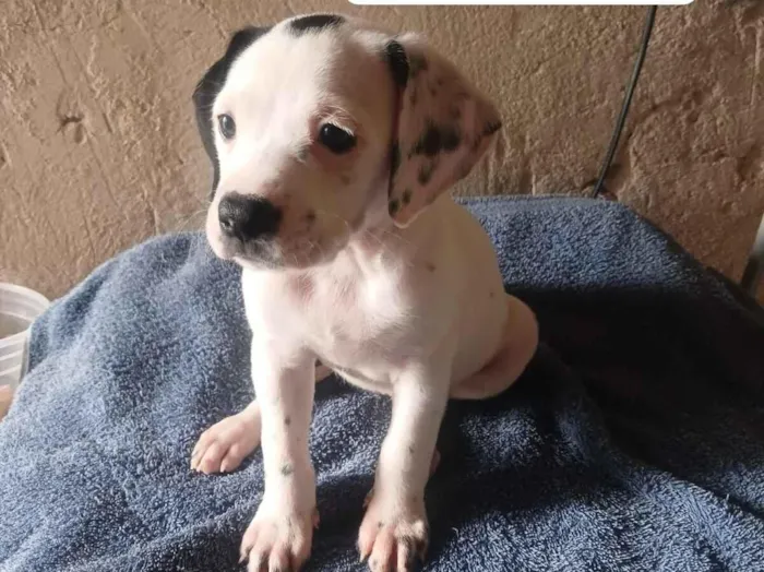 Cachorro raça Pit-Bull idade Abaixo de 2 meses nome ???