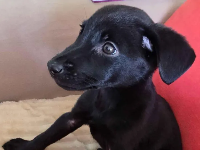 Cachorro raça SRD-ViraLata idade 2 a 6 meses nome Pitoco