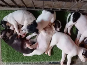 Cachorro raça SRD-ViraLata idade Abaixo de 2 meses nome Filhotes 