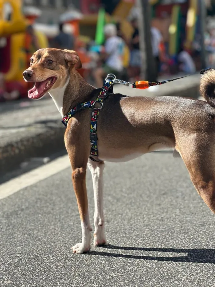 Cachorro raça SRD-ViraLata idade 5 anos nome Zeus