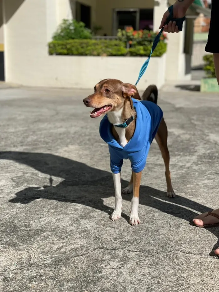 Cachorro raça SRD-ViraLata idade 5 anos nome Zeus