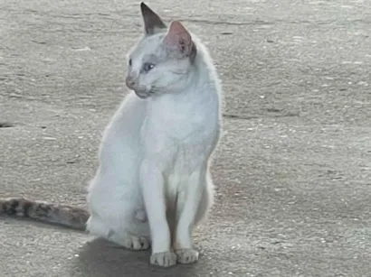 Gato raça SRD-ViraLata idade Abaixo de 2 meses nome Gato