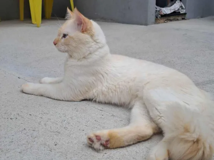Gato raça Angorá idade 1 ano nome pudim