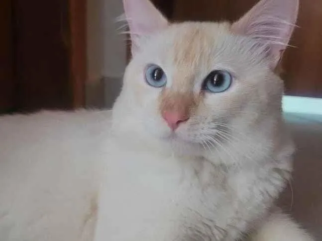 Gato raça Angorá idade 1 ano nome pudim