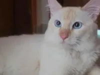 Gato raça Angorá idade 1 ano nome pudim