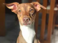 Cachorro raça SRD-ViraLata idade 5 anos nome Zeus