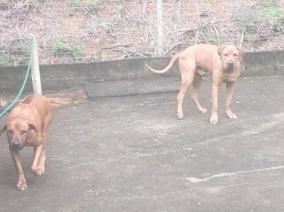 Cachorro raça Leão da Rodesia idade 5 anos nome Crianças dóceis