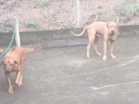 Cachorro raça Leão da Rodesia idade 5 anos nome Crianças dóceis