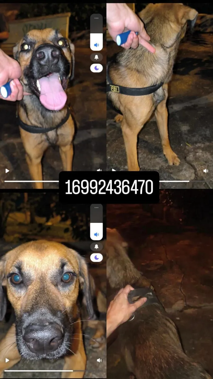Cachorro raça Pinscher idade 2 anos nome Look