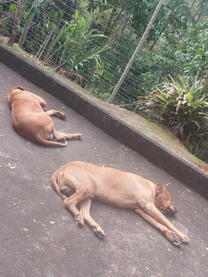Cachorro raça Leão da Rodesia idade 5 anos nome Crianças dóceis