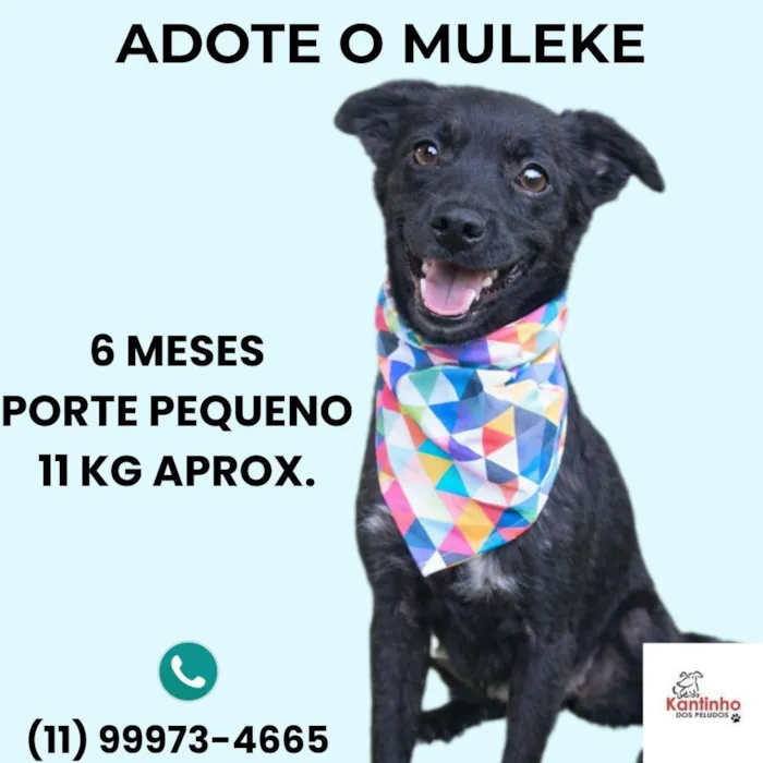 Cachorro raça SRD-ViraLata idade 2 a 6 meses nome Muleke