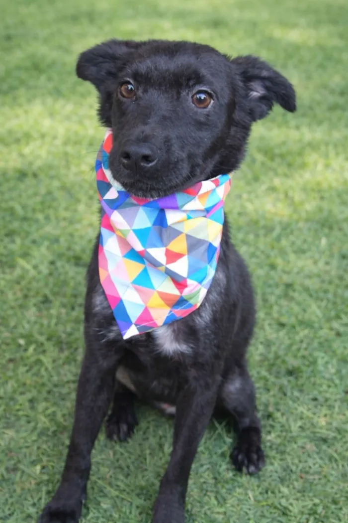 Cachorro raça SRD-ViraLata idade 2 a 6 meses nome Muleke