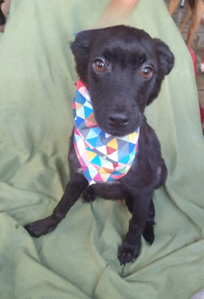 Cachorro raça SRD-ViraLata idade 2 a 6 meses nome Muleke