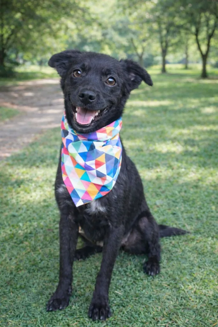 Cachorro raça SRD-ViraLata idade 2 a 6 meses nome Muleke
