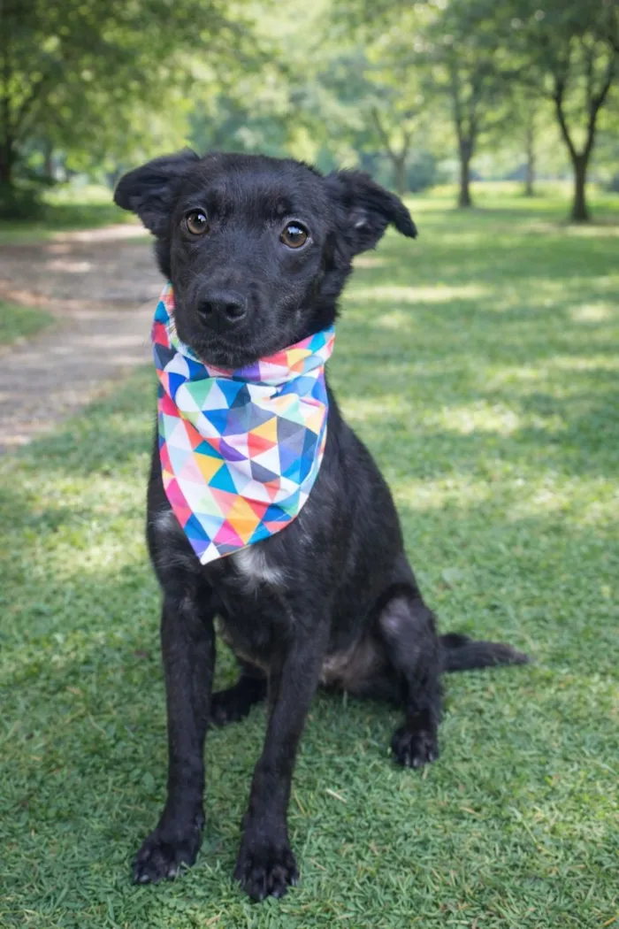 Cachorro raça SRD-ViraLata idade 2 a 6 meses nome Muleke