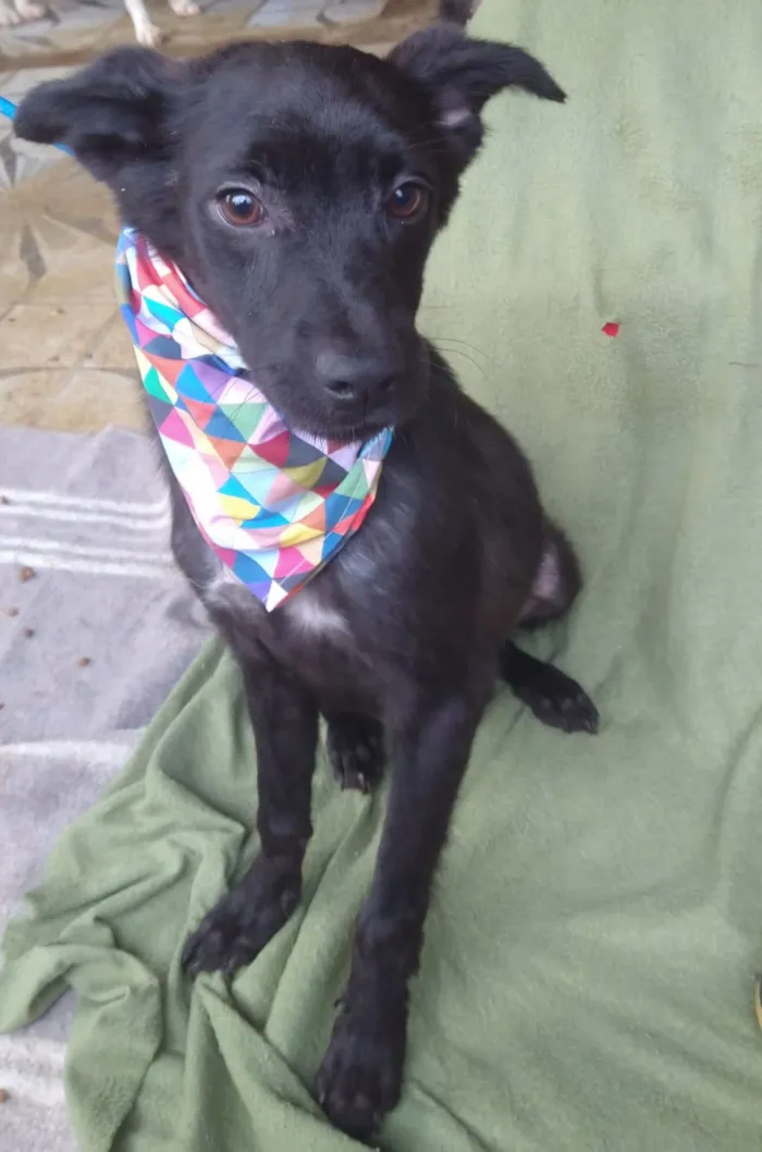 Cachorro raça SRD-ViraLata idade 2 a 6 meses nome Muleke