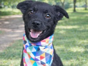 Cachorro raça SRD-ViraLata idade 2 a 6 meses nome Muleke