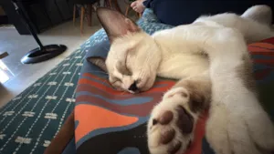 Gato raça Siamês idade 2 a 6 meses nome Lua