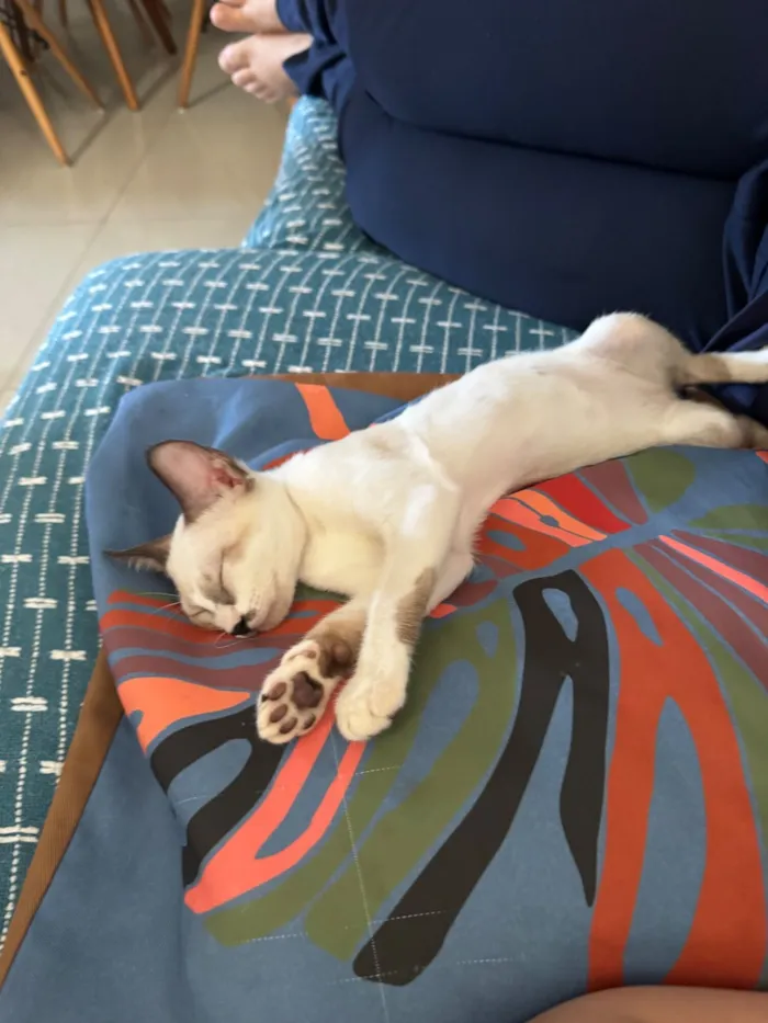 Gato raça Siamês idade 2 a 6 meses nome Lua