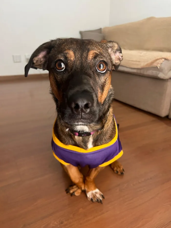 Cachorro raça SRD-ViraLata idade 7 a 11 meses nome Luka