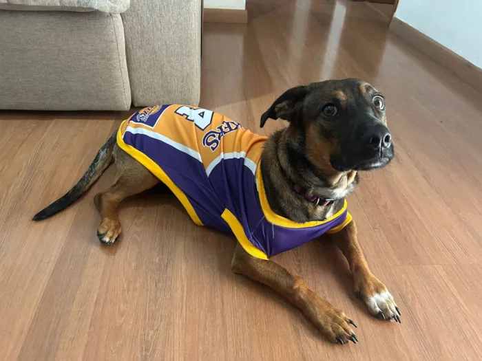 Cachorro raça SRD-ViraLata idade 7 a 11 meses nome Luka