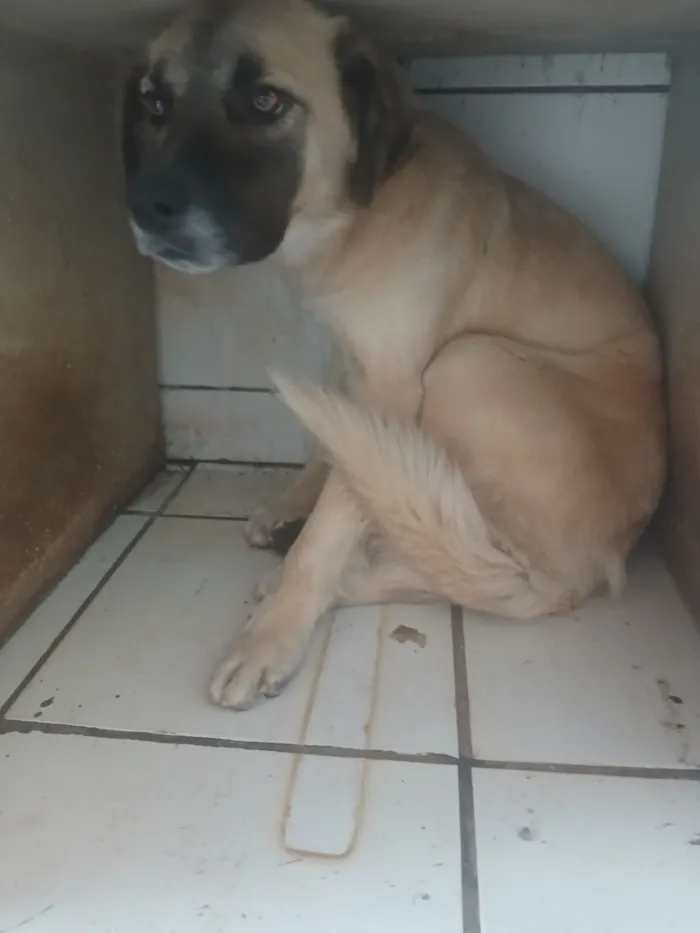 Cachorro raça SRD-ViraLata idade 7 a 11 meses nome Estela 