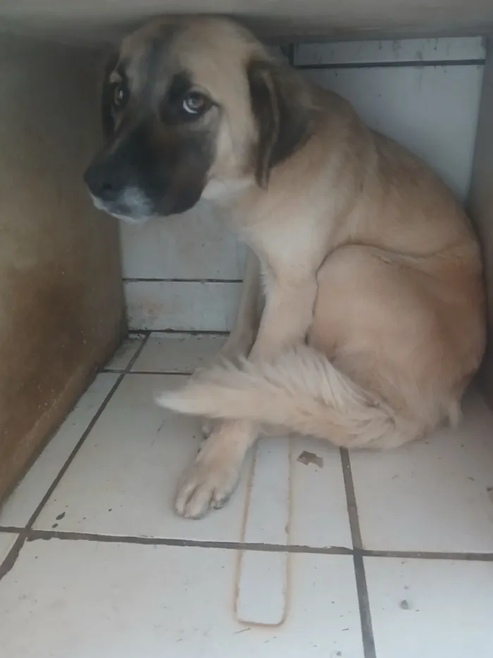 Cachorro raça SRD-ViraLata idade 7 a 11 meses nome Estela 