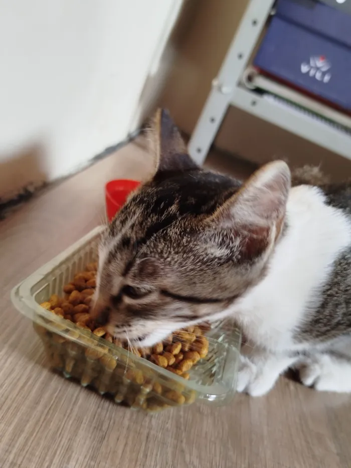 Gato raça SRD-ViraLata idade 2 a 6 meses nome Nathalia Matos Costa de Souza