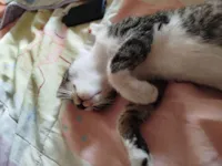 Gato raça SRD-ViraLata idade 2 a 6 meses nome Nathalia Matos Costa de Souza