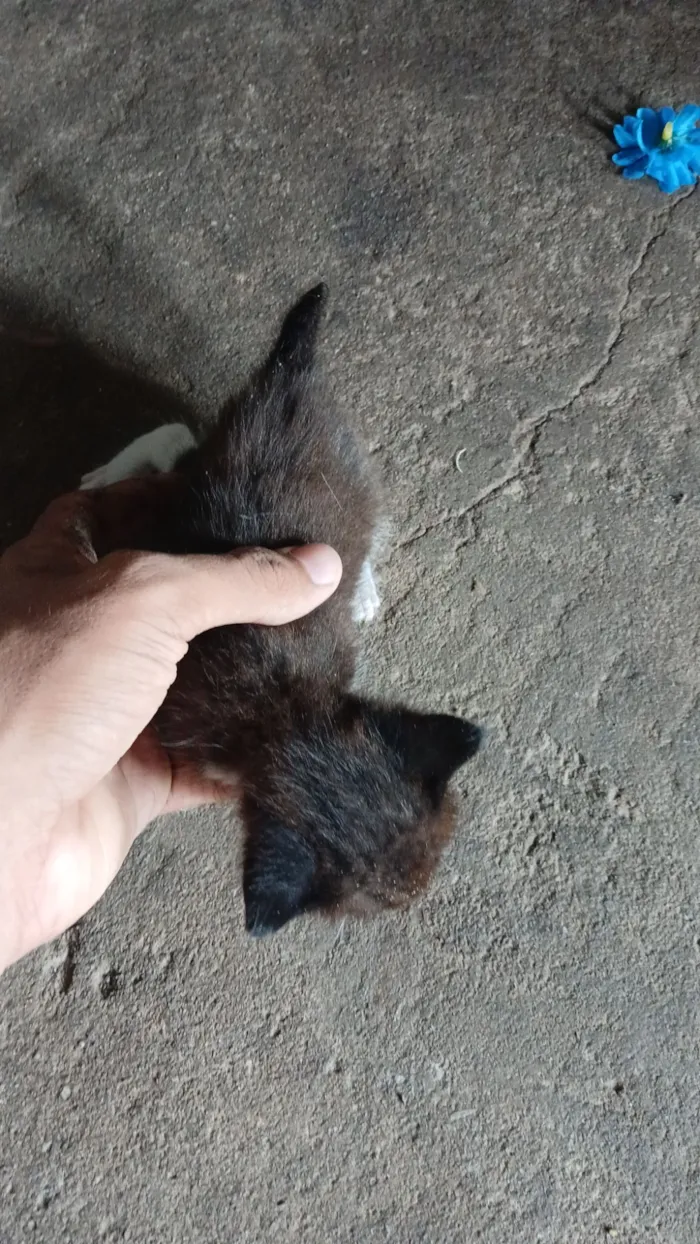 Gato raça SRD-ViraLata idade 2 a 6 meses nome Zeus