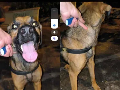 Cachorro raça Pinscher idade 2 anos nome Look