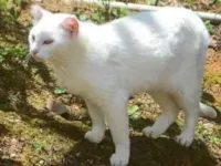 Gato raça SRD-ViraLata idade 2 anos nome lua 