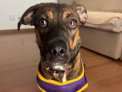 Cachorro raça SRD-ViraLata idade 7 a 11 meses nome Luka