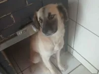 Cachorro raça SRD-ViraLata idade 7 a 11 meses nome Estela 