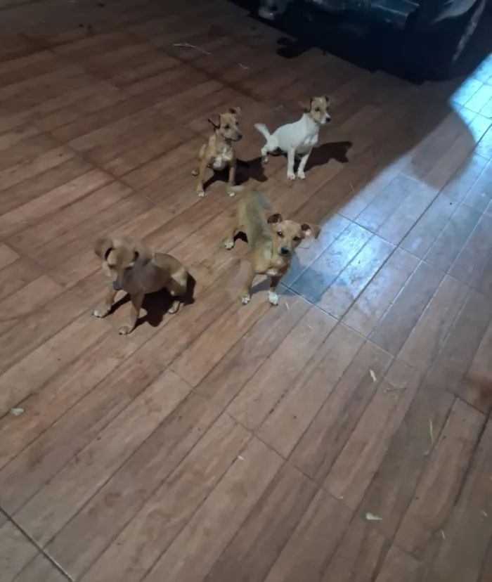 Cachorro raça SRD-ViraLata idade 7 a 11 meses nome Sem nome