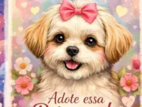 Cachorro raça SRD-ViraLata idade 6 ou mais anos nome Vira Lata Fêmea 