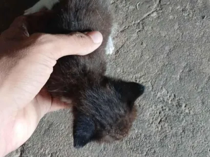 Gato raça SRD-ViraLata idade 2 a 6 meses nome Zeus