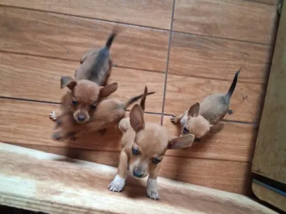 Cachorro raça Pinscher idade 2 a 6 meses nome Não tem nome