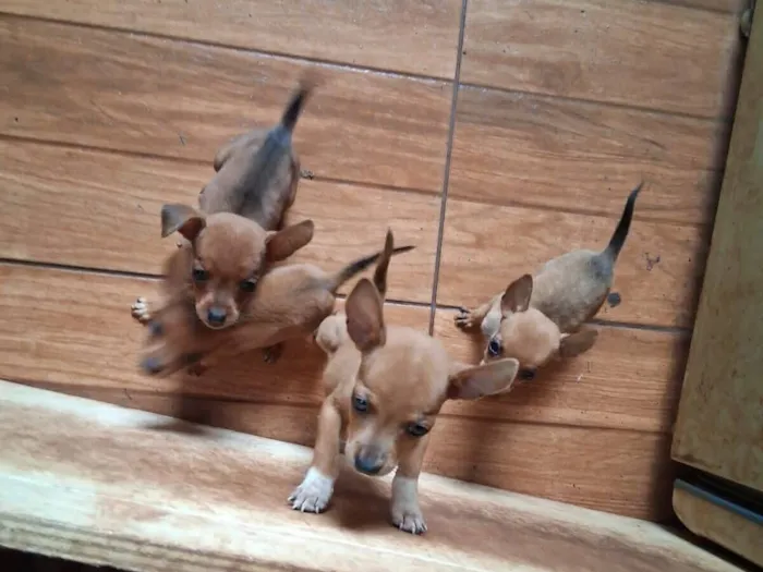 Cachorro raça Pinscher idade 2 a 6 meses nome Não tem nome