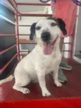 Cachorro raça SRD-ViraLata idade 5 anos nome Bob