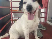 Cachorro raça SRD-ViraLata idade 5 anos nome Bob