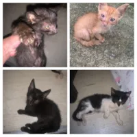 Gato raça SRD-ViraLata idade 2 a 6 meses nome Kiara e seus filhotes 