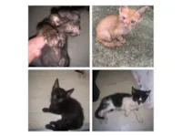 Gato raça SRD-ViraLata idade 2 a 6 meses nome Não tem nomes 