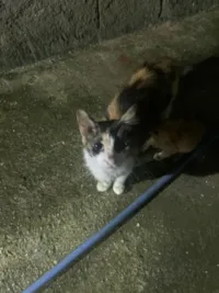 Gato raça SRD-ViraLata idade 2 anos nome Kiara